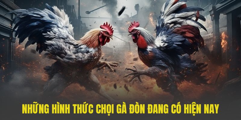 Những hình thức chọi gà đòn đang có hiện nay